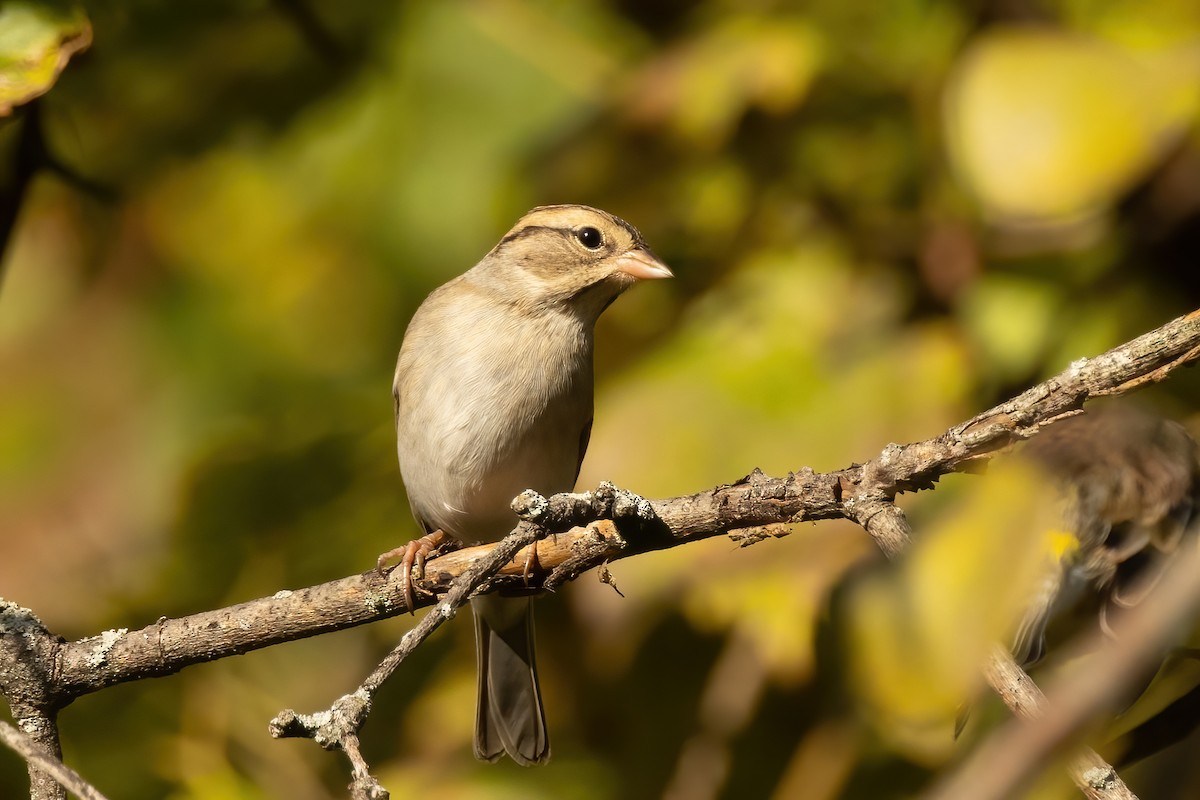 Chipping x Clay-colored Sparrow (hybrid) - ML624920628