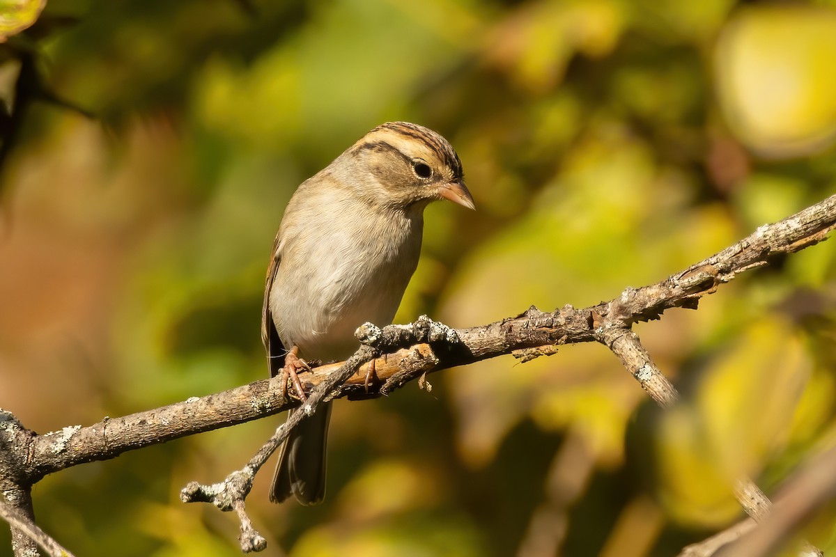 Chipping x Clay-colored Sparrow (hybrid) - ML624920636