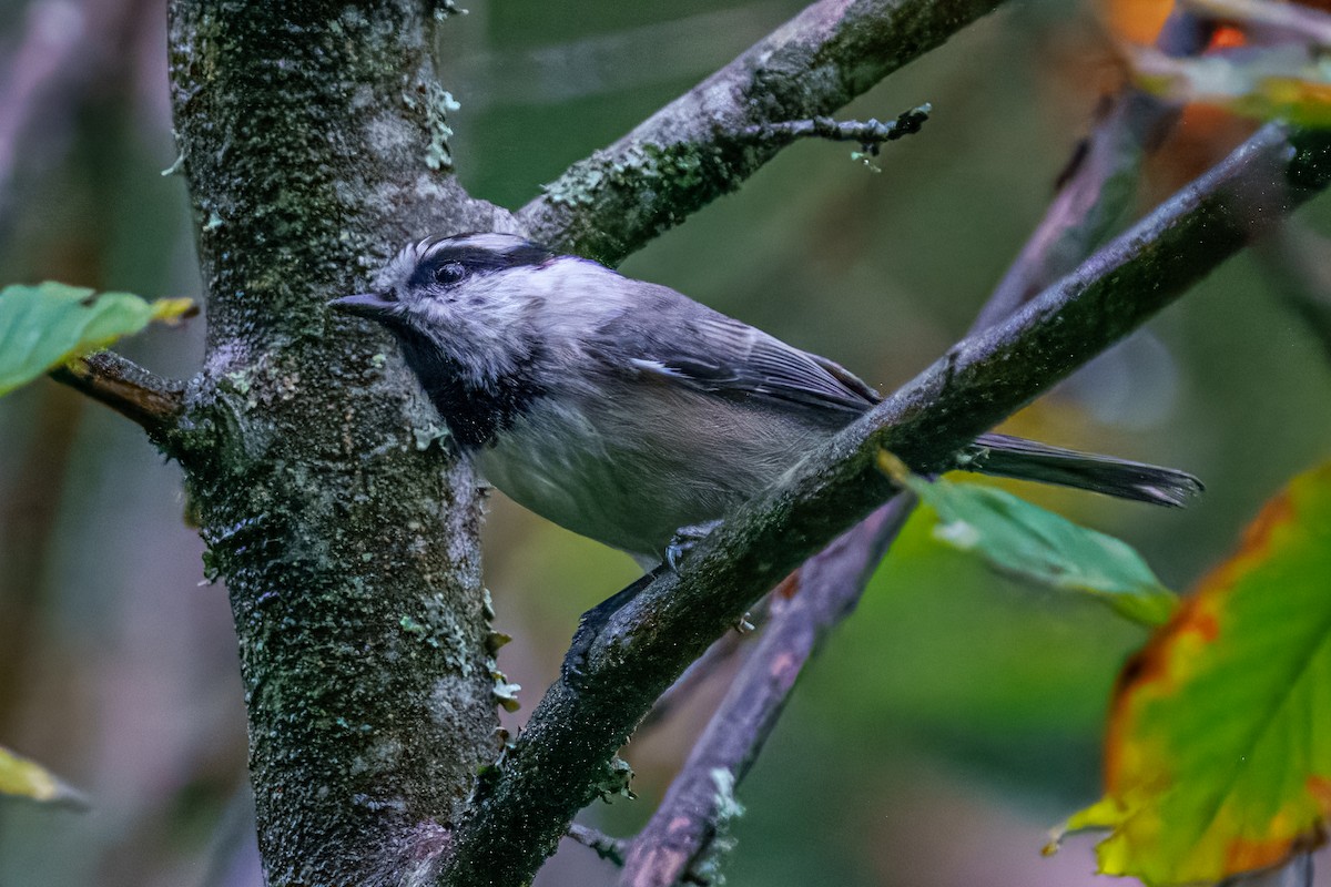 Mountain Chickadee - ML624920638