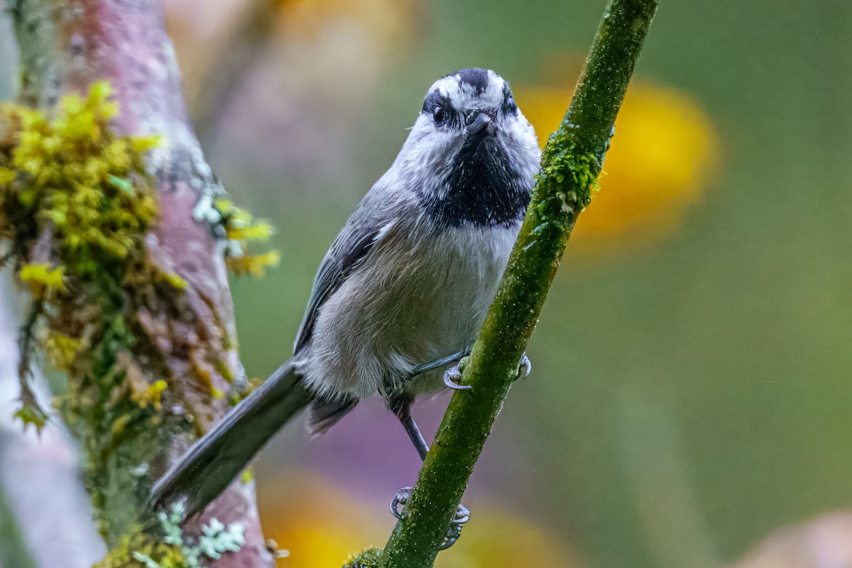 Mountain Chickadee - ML624920639