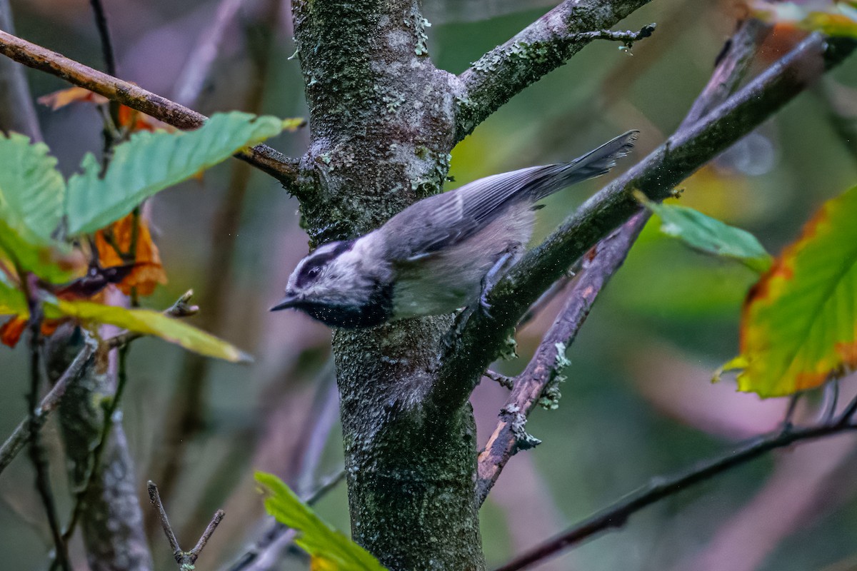 Mountain Chickadee - Andrew Boycott