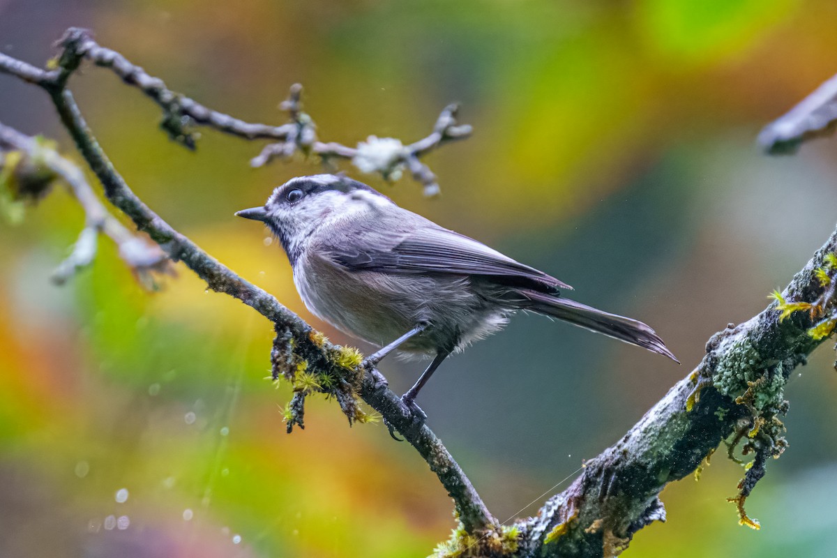 Mountain Chickadee - ML624920641