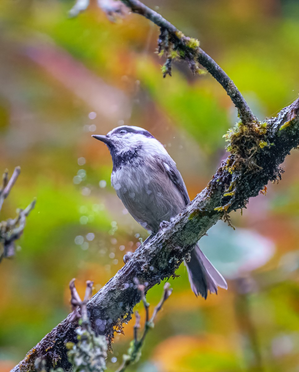 Mountain Chickadee - ML624920642