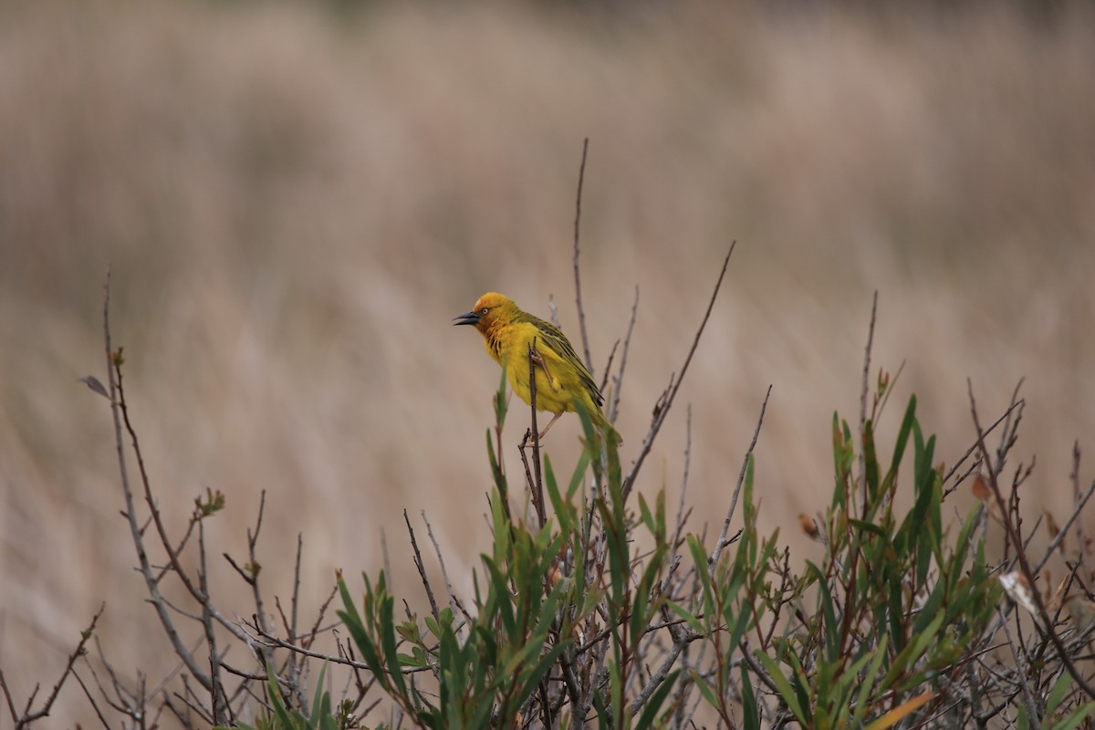 Cape Weaver - ML624920662