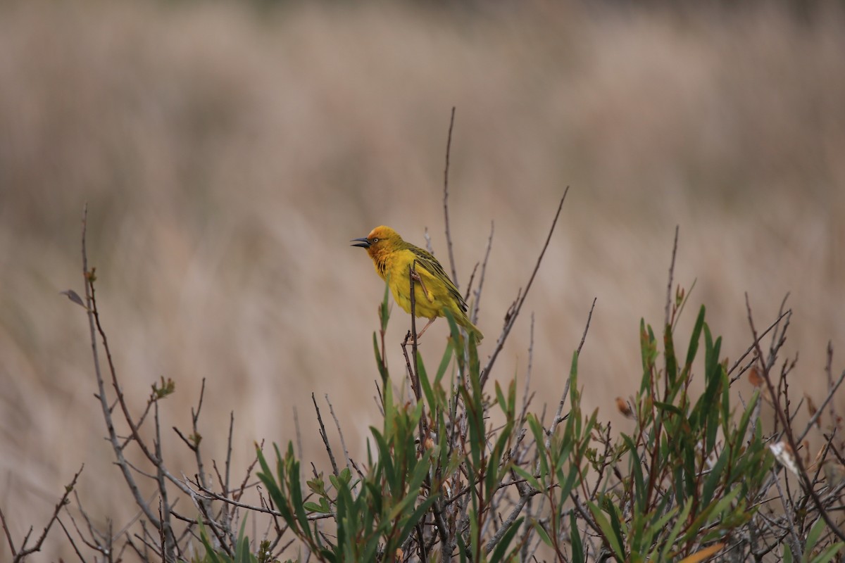 Cape Weaver - ML624920663