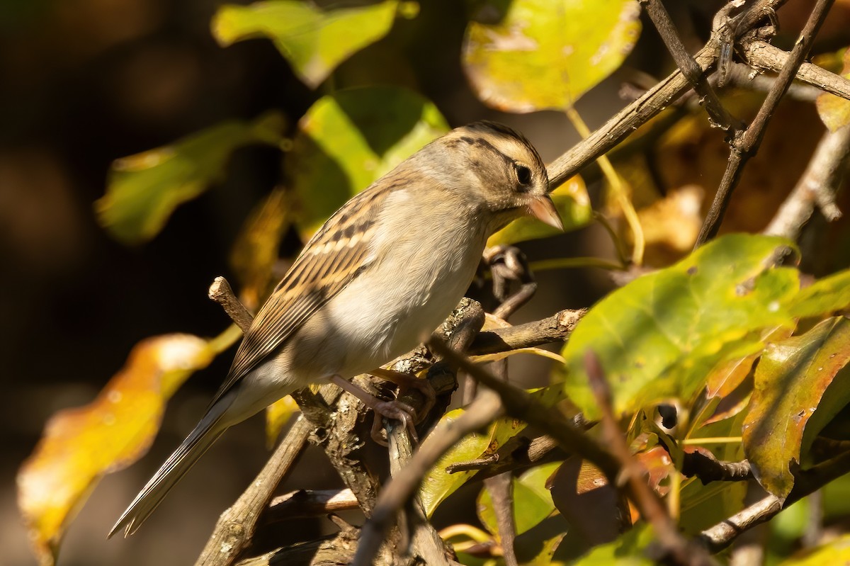 Chipping x Clay-colored Sparrow (hybrid) - ML624920748