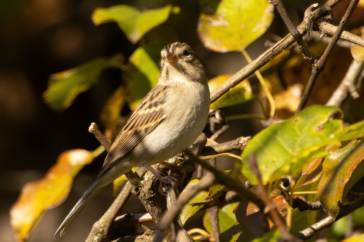 Chipping x Clay-colored Sparrow (hybrid) - ML624920758