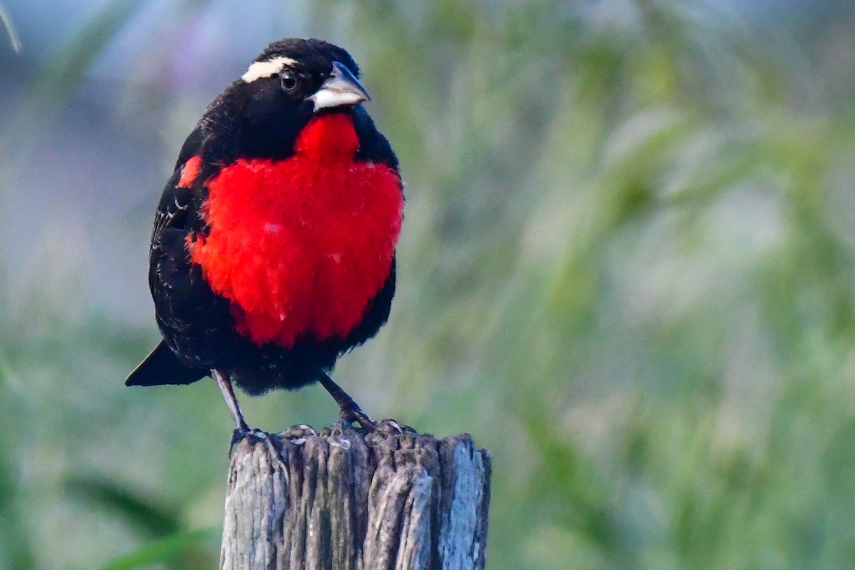 White-browed Meadowlark - ML624920793