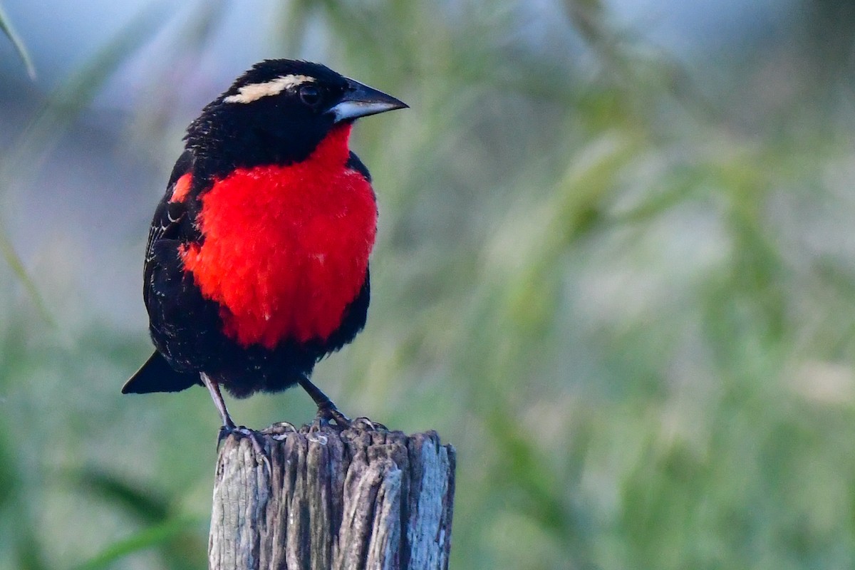 White-browed Meadowlark - ML624920794