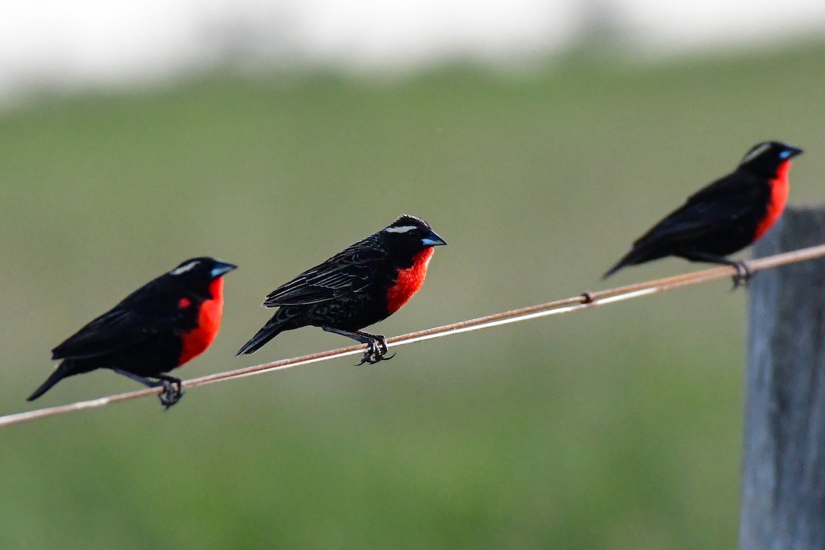White-browed Meadowlark - ML624920795