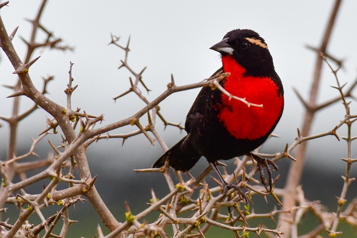 White-browed Meadowlark - ML624920796
