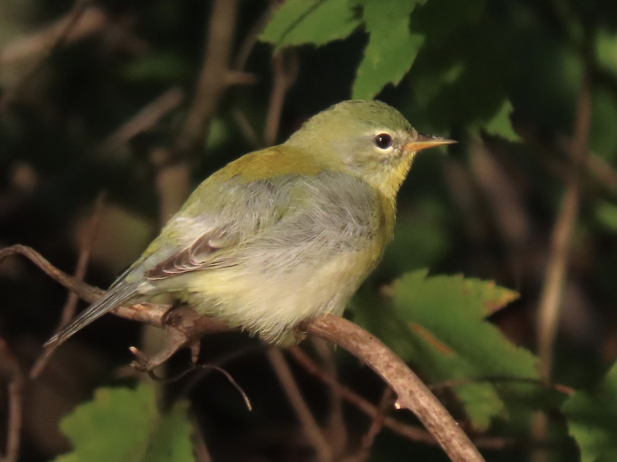 Northern Parula - ML624920815