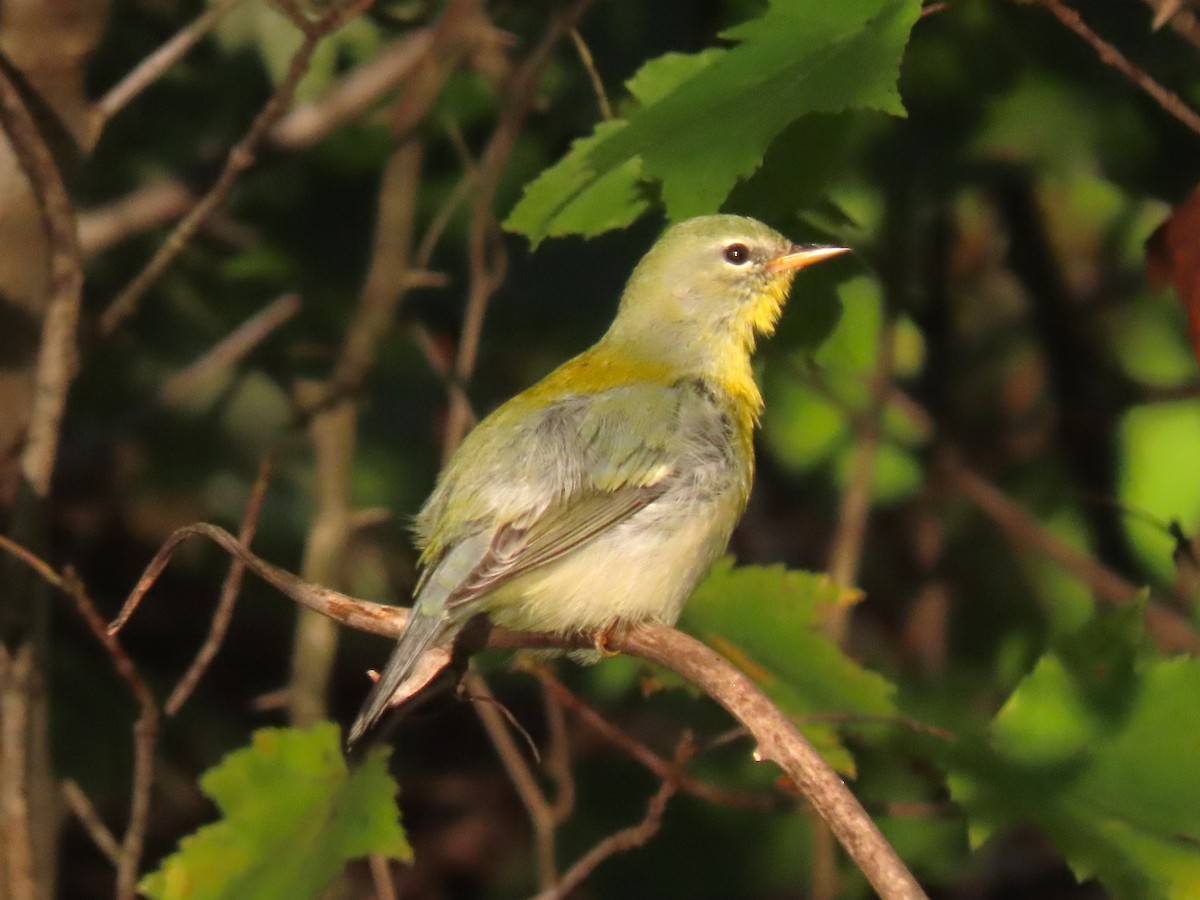 Northern Parula - ML624920817