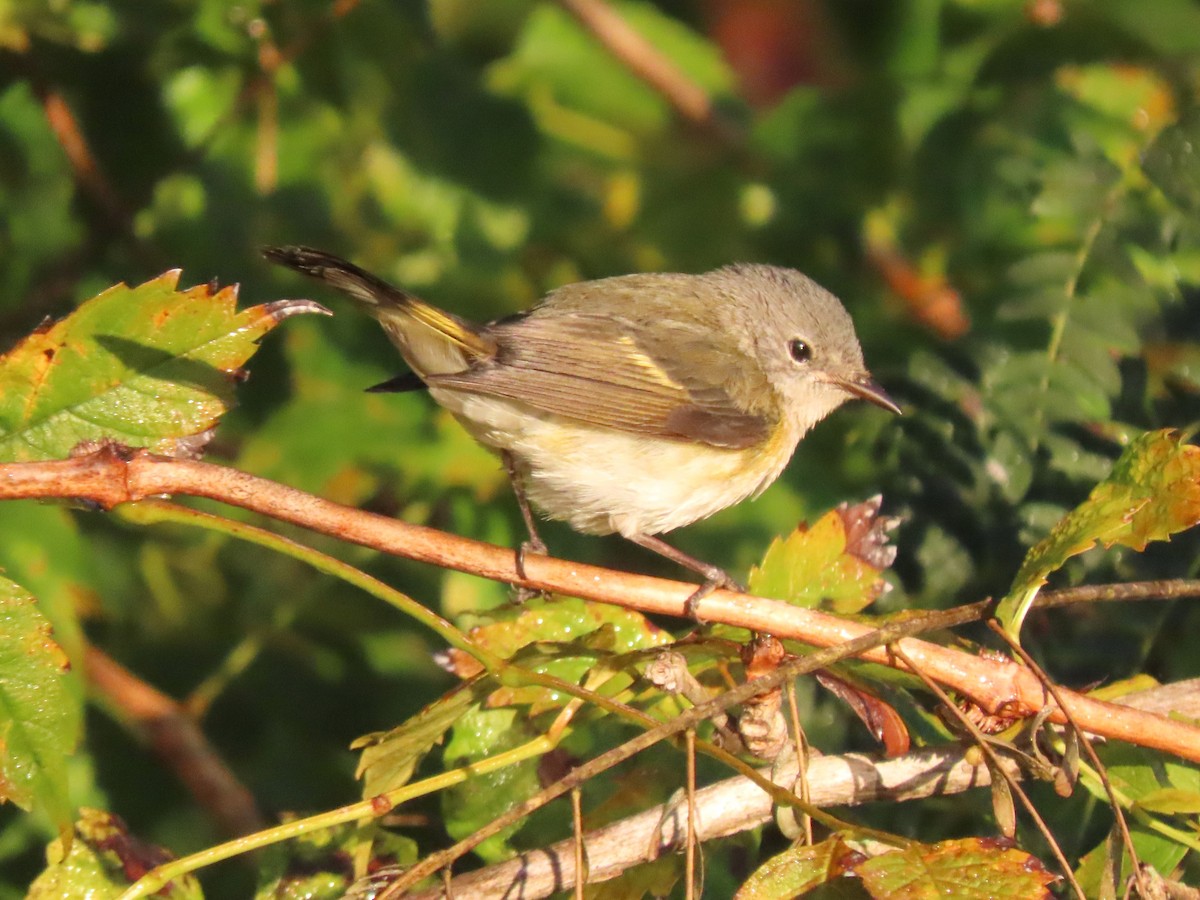 American Redstart - ML624920862