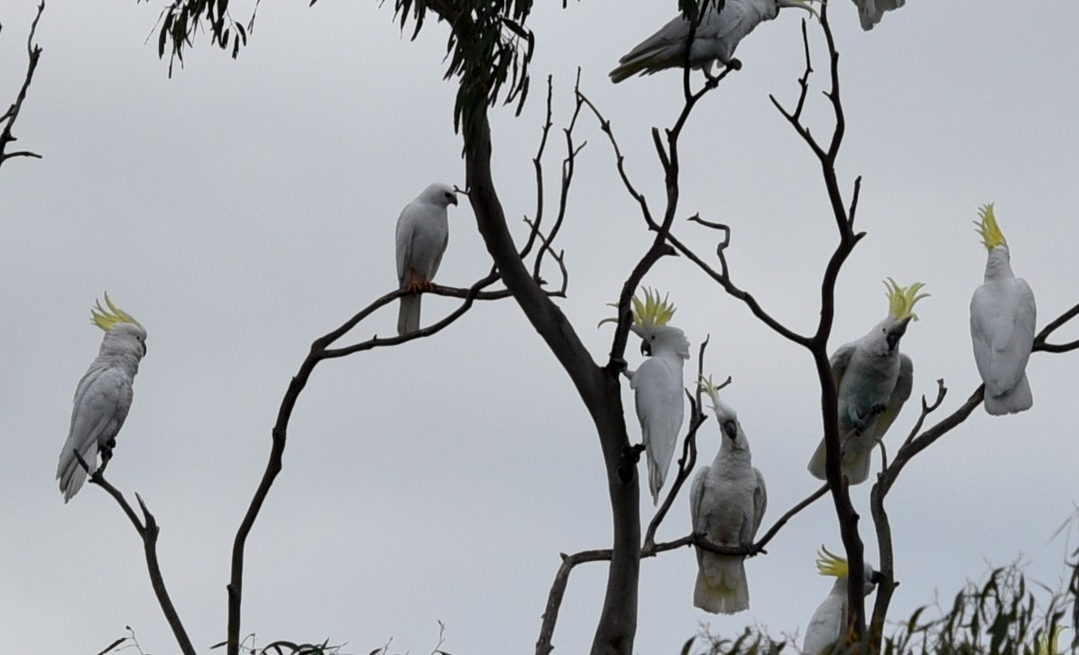 Gray Goshawk - Bruce Wedderburn