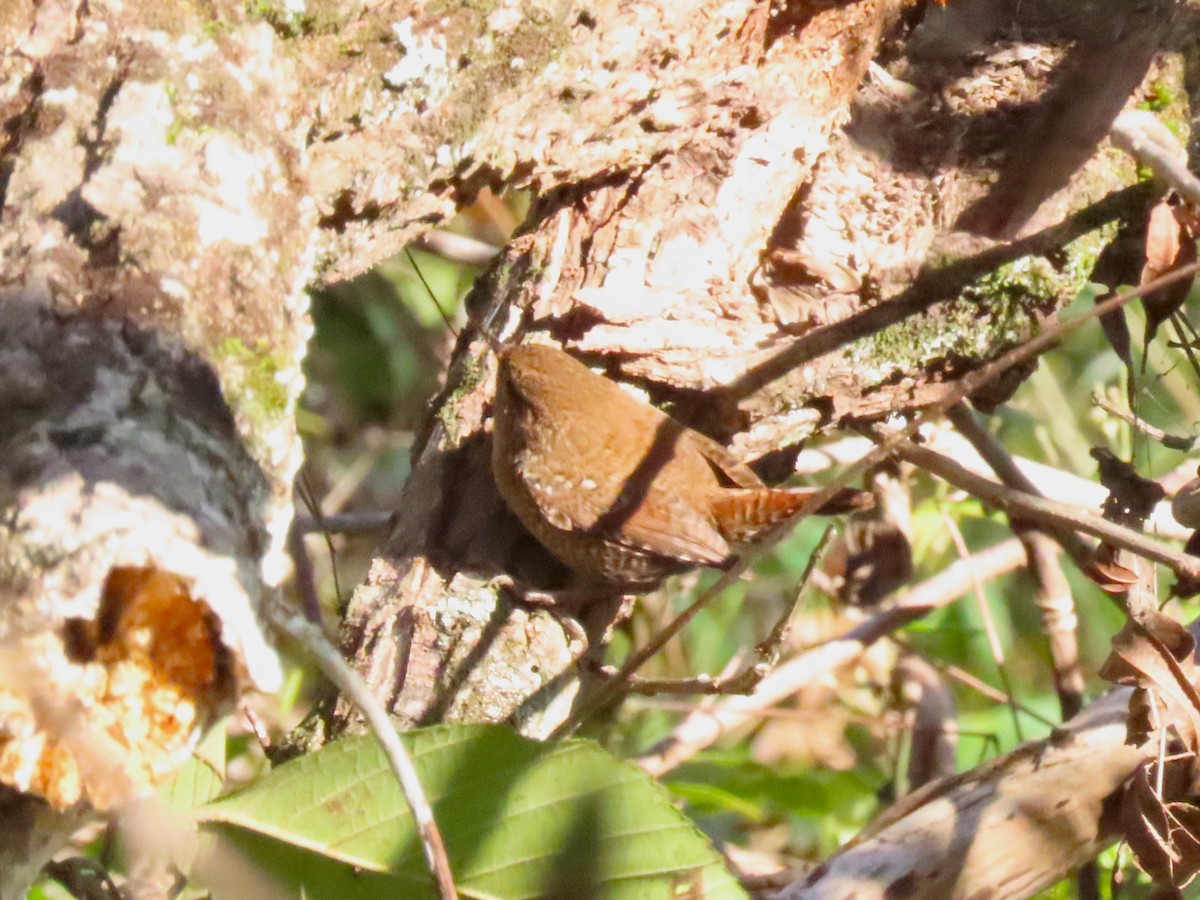 Winter Wren - ML624920903