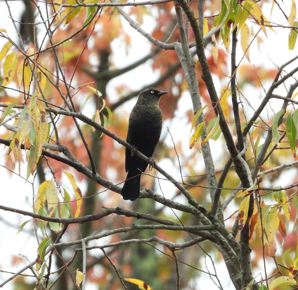 Rusty Blackbird - ML624921009