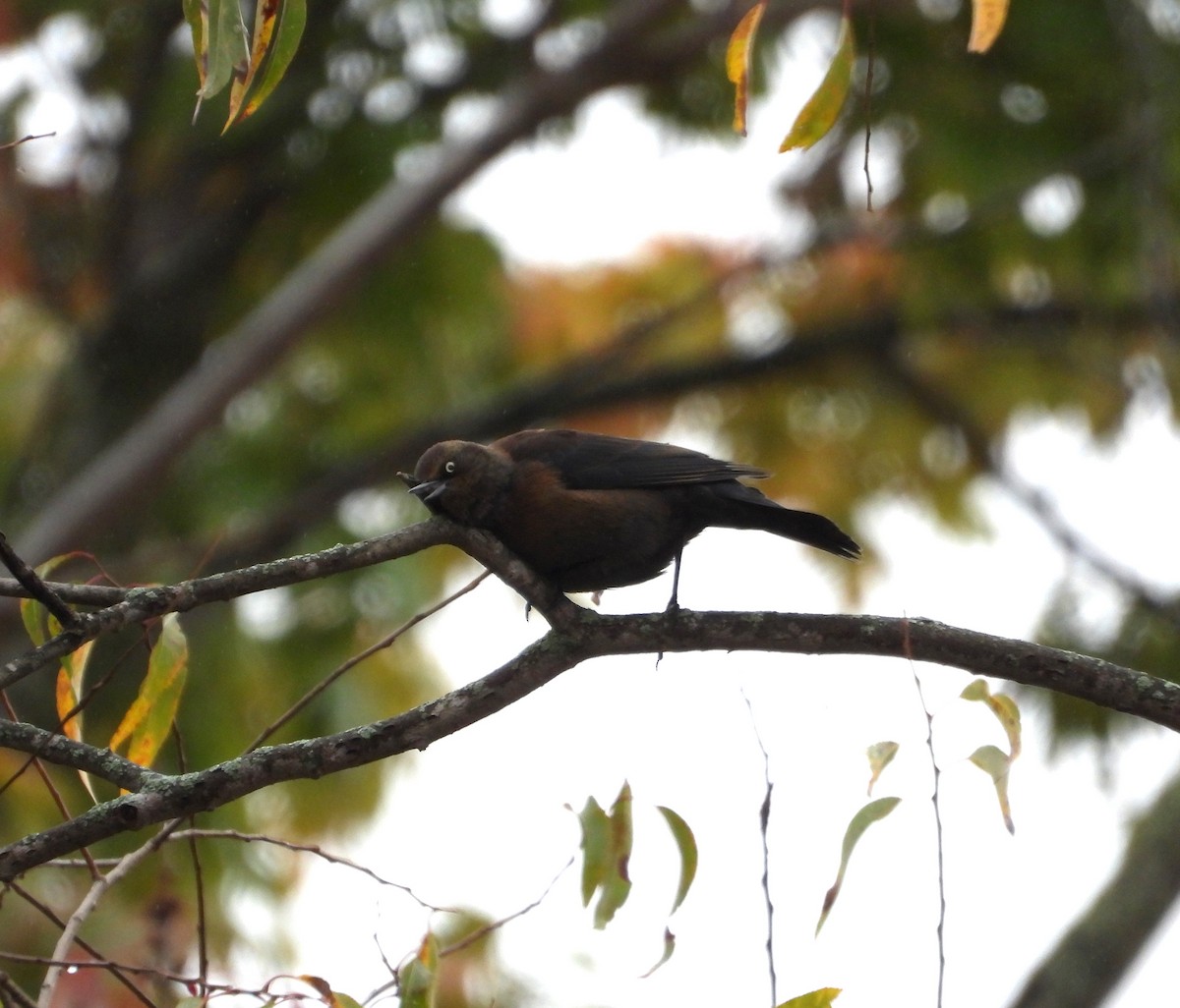 Rusty Blackbird - ML624921013