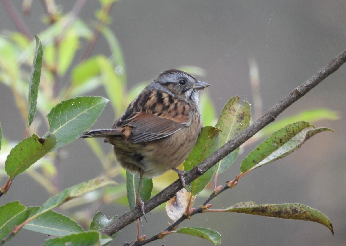 Swamp Sparrow - ML624921039
