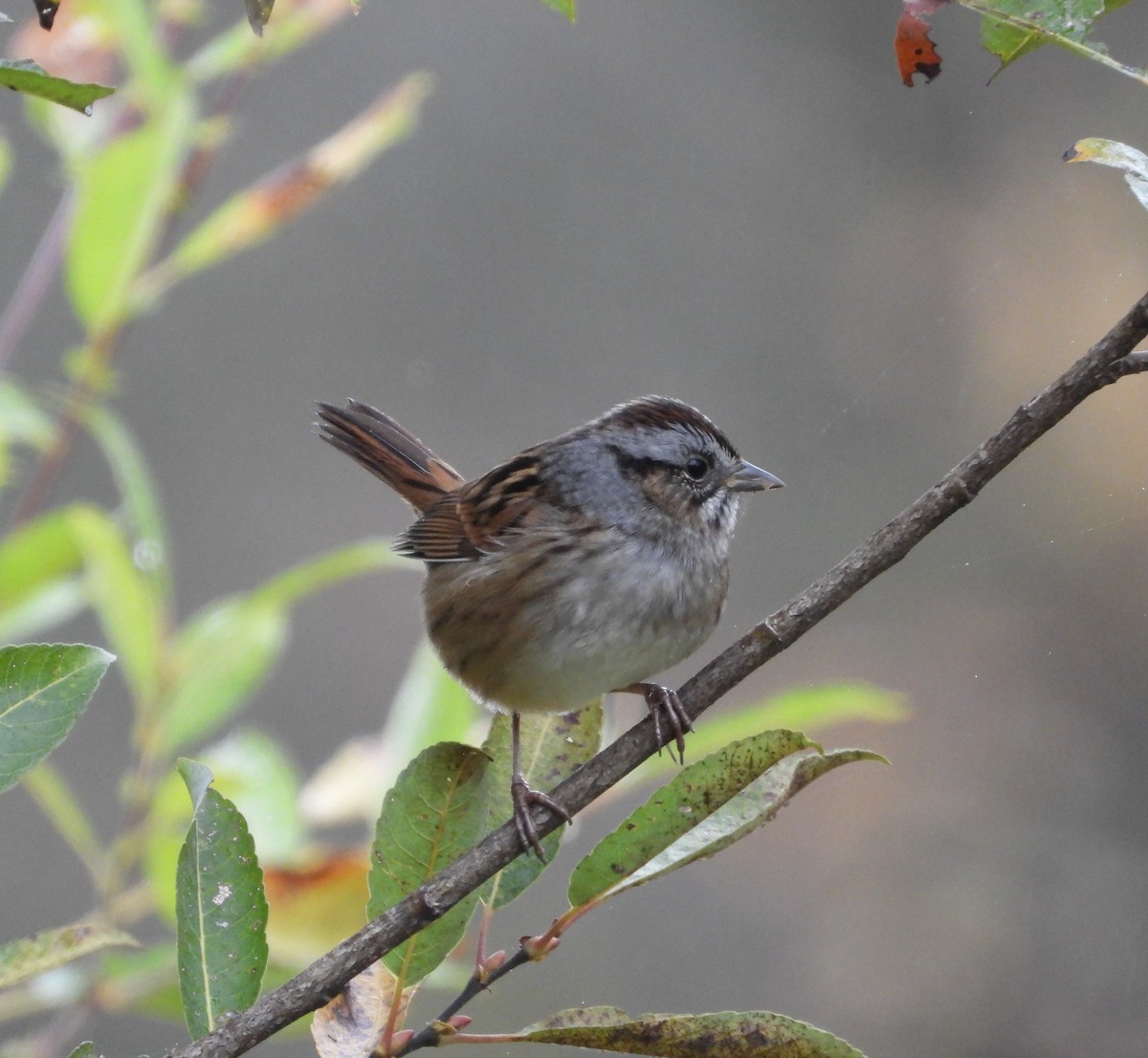 Swamp Sparrow - ML624921048