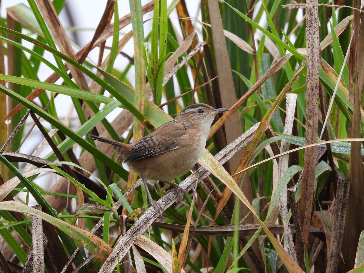 Marsh Wren - ML624921060