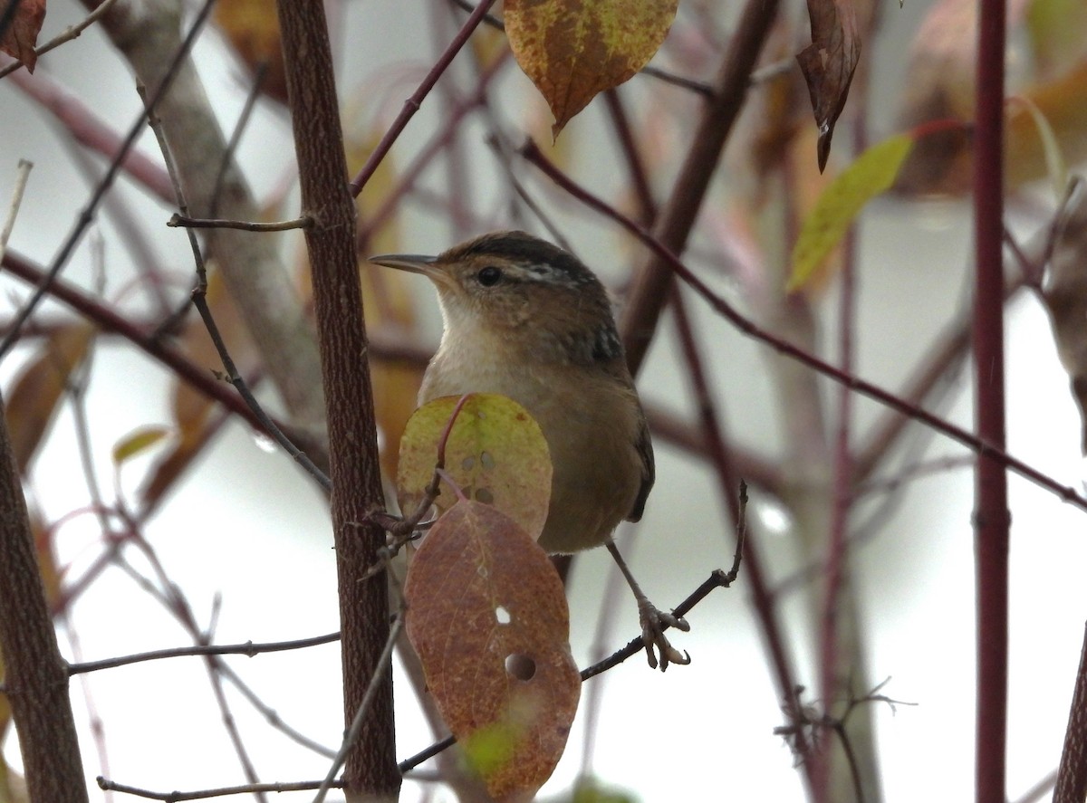 Marsh Wren - ML624921061