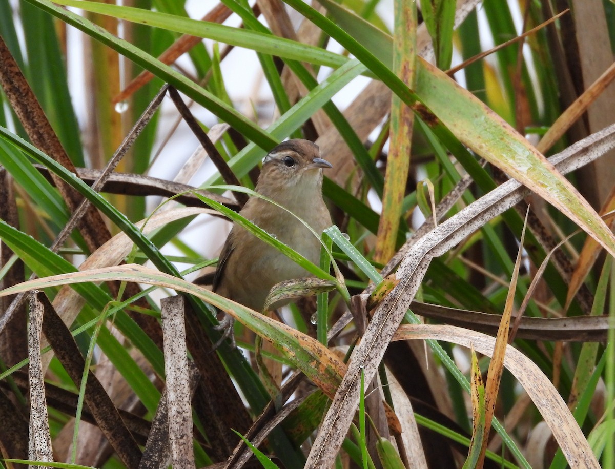 Marsh Wren - ML624921065