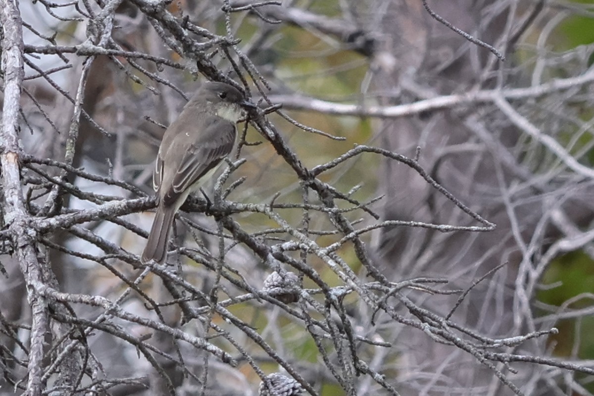 Eastern Phoebe - ML624921076