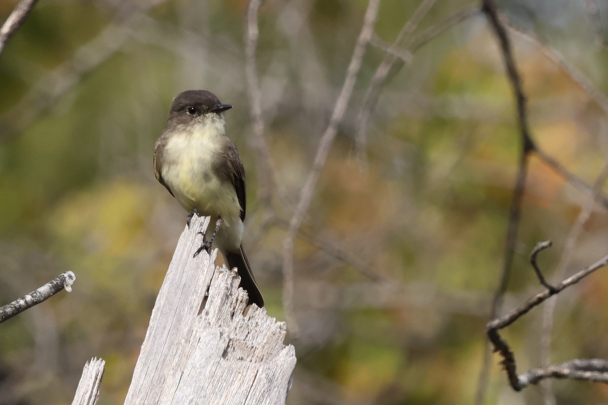 Eastern Phoebe - ML624921146