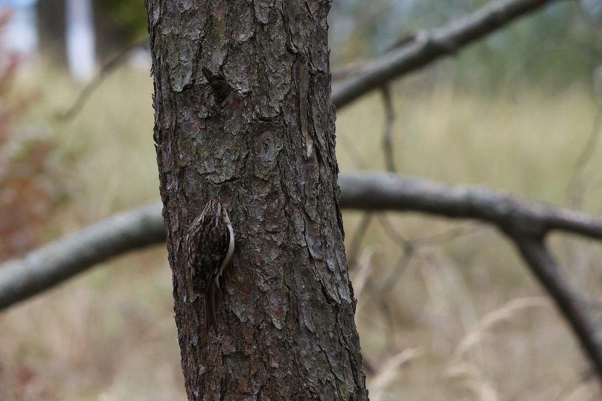 Brown Creeper - ML624921360