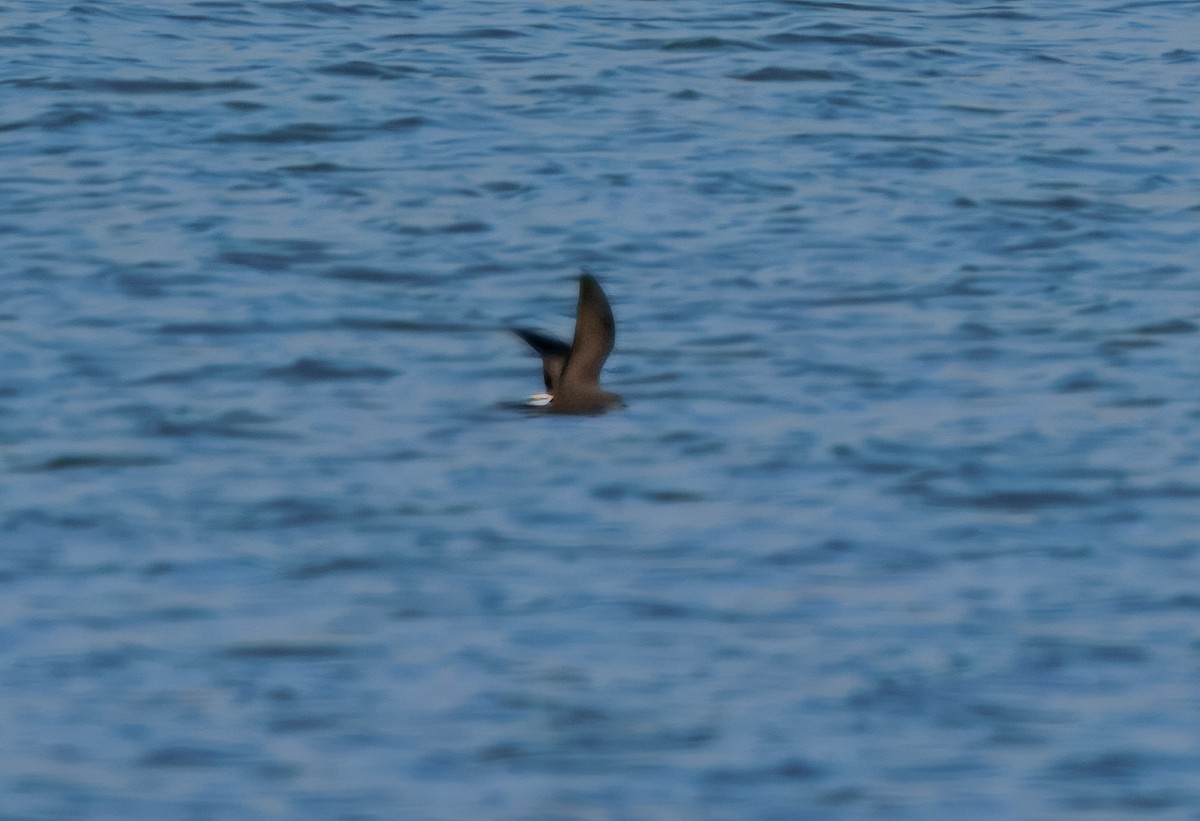 Leach's Storm-Petrel - Andrew Boycott