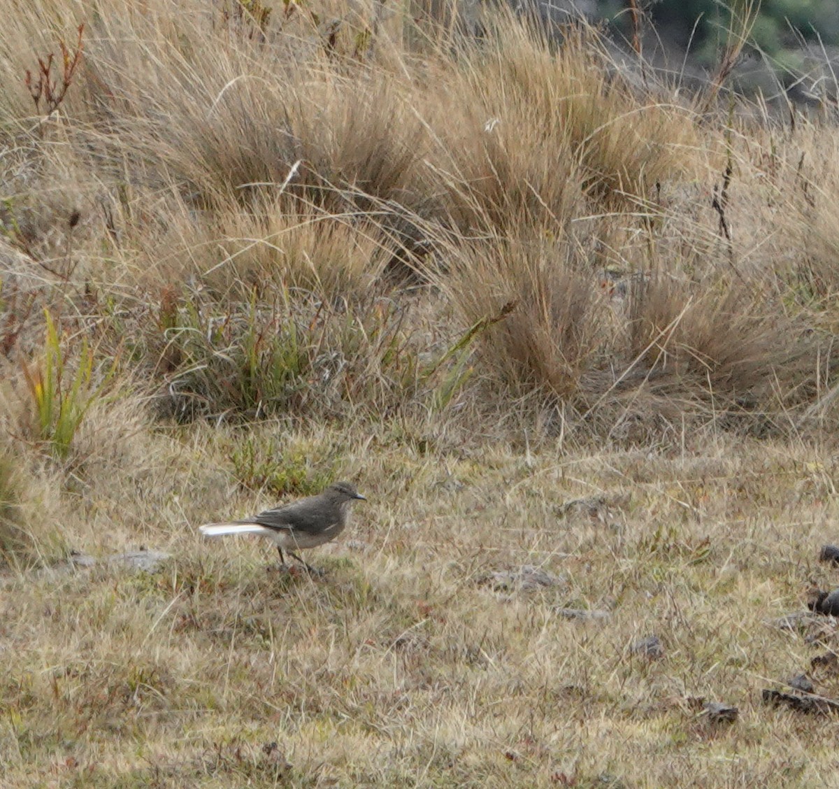 Black-billed Shrike-Tyrant - ML624921648