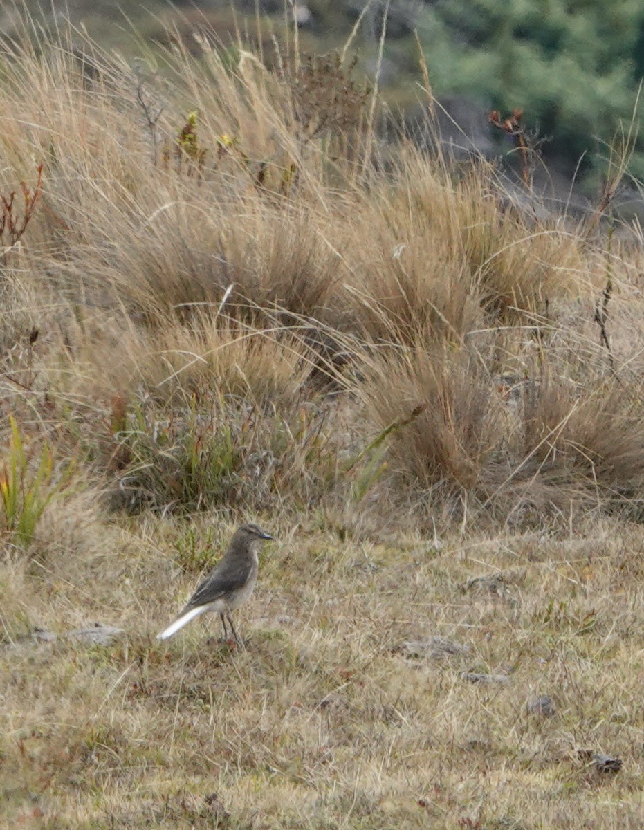 Black-billed Shrike-Tyrant - ML624921649