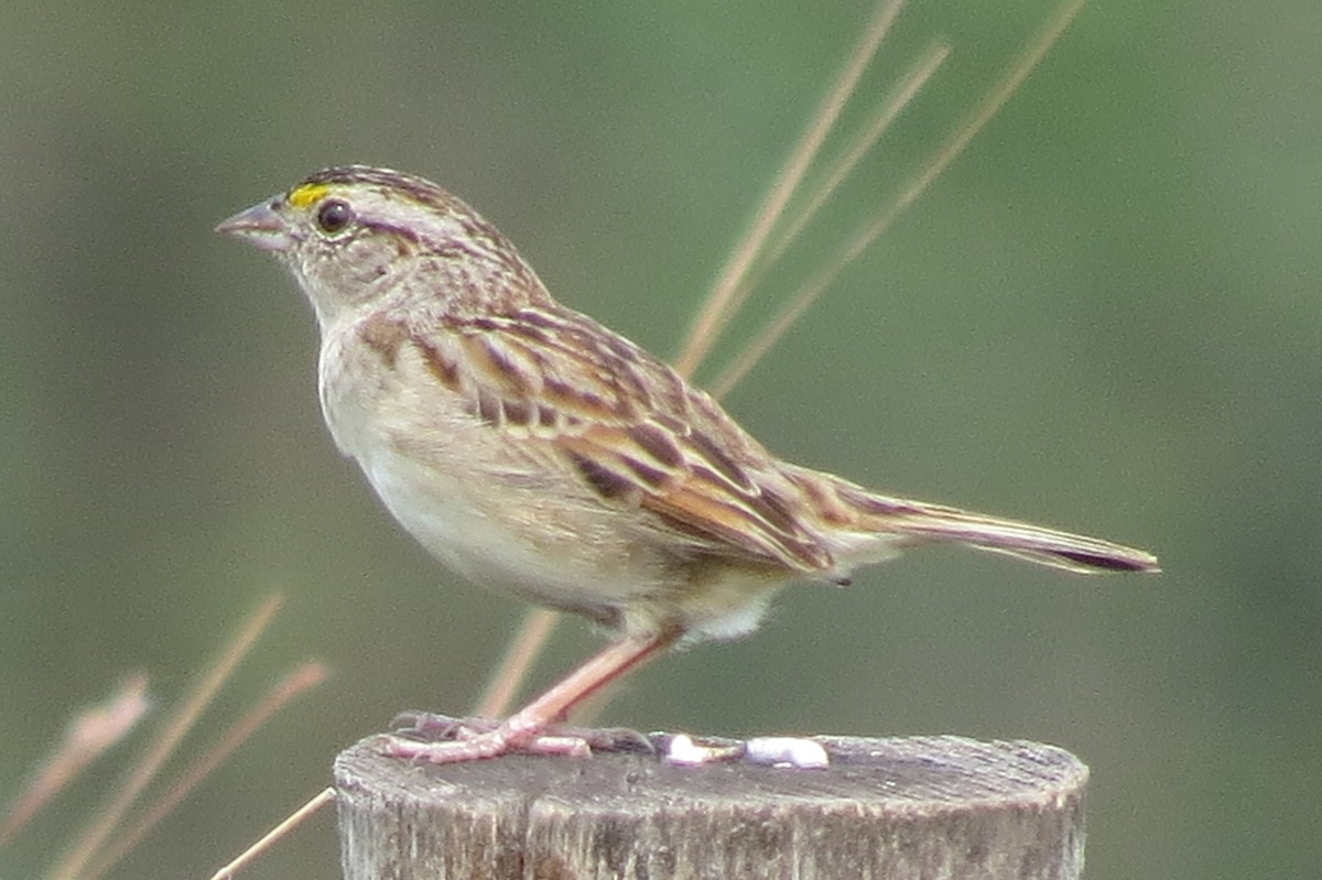 Grassland Sparrow - ML624921739