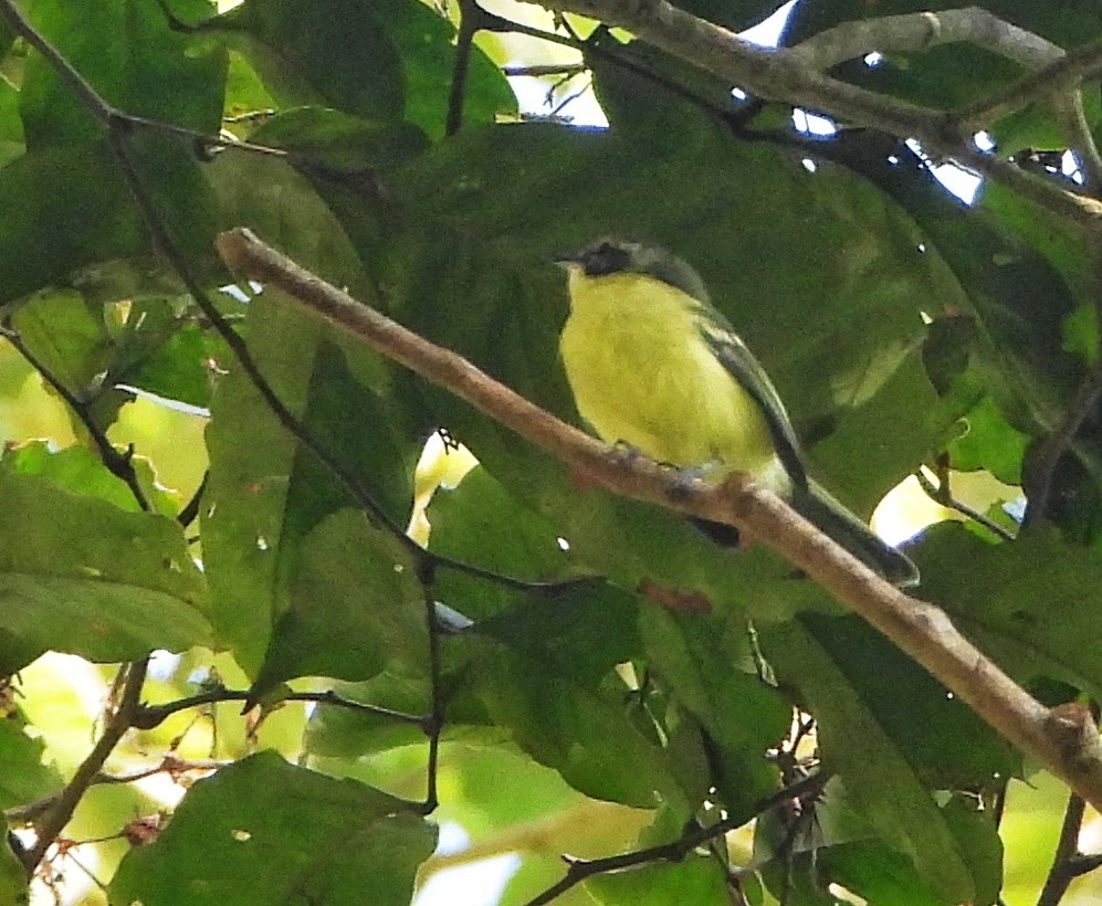 Rufous-lored Tyrannulet - ML624921741