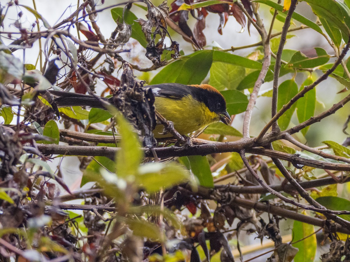 Atlapetes Pechiamarillo - ML624921754