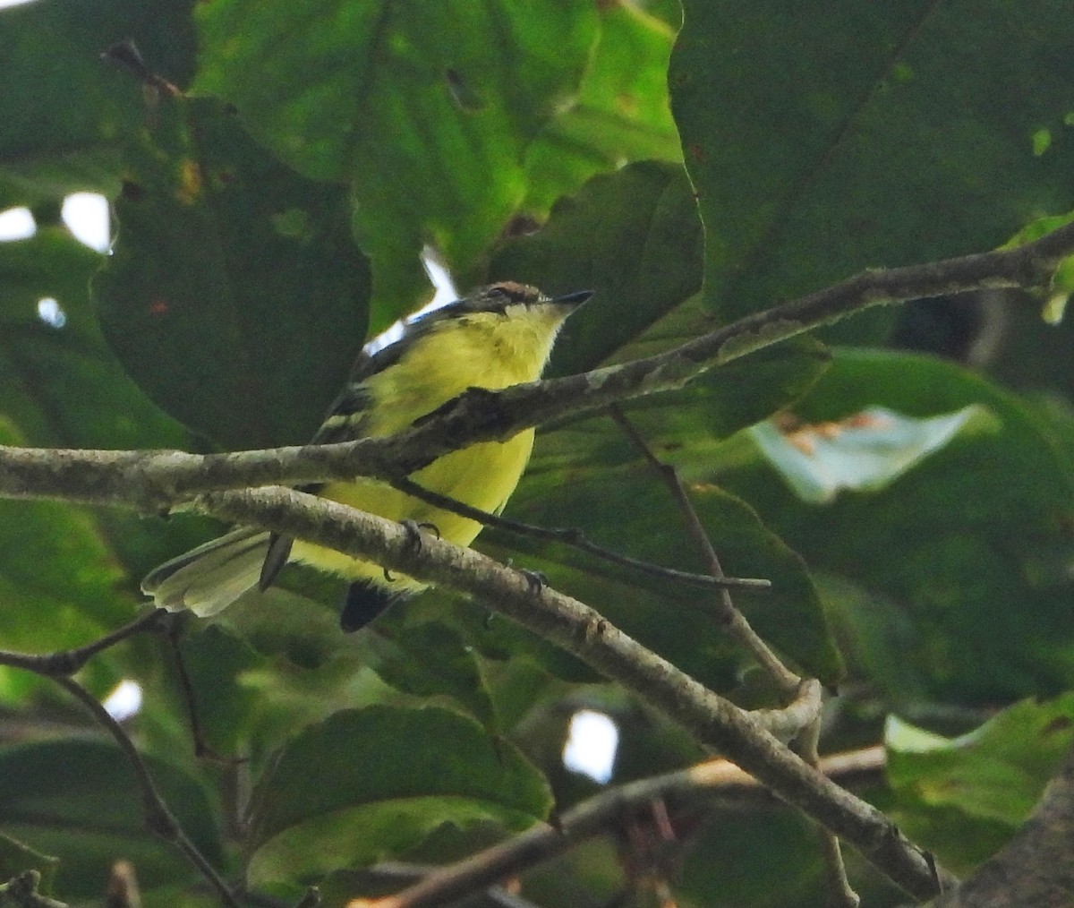 Rufous-lored Tyrannulet - ML624921760