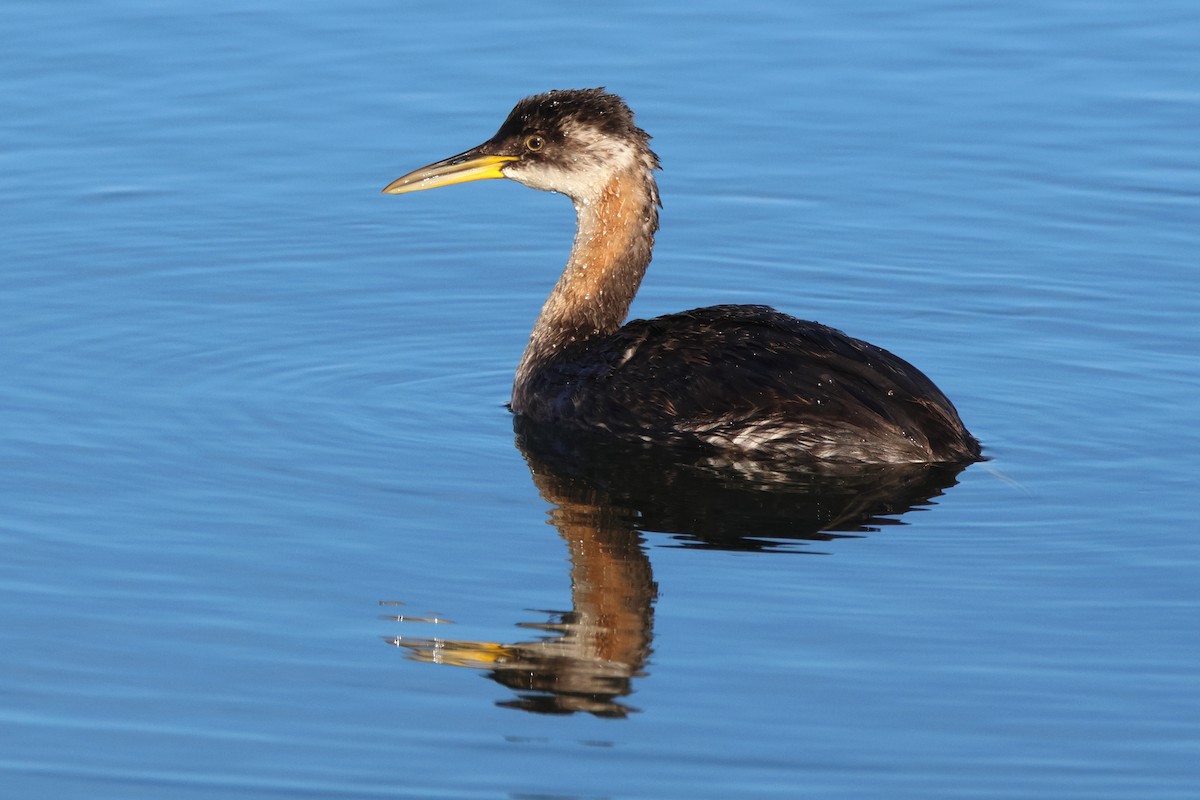 Red-necked Grebe - ML624921781