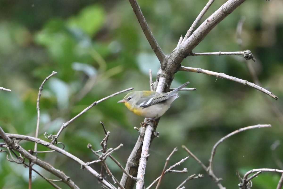 Northern Parula - ML624921784