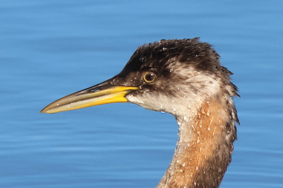 Red-necked Grebe - ML624921788