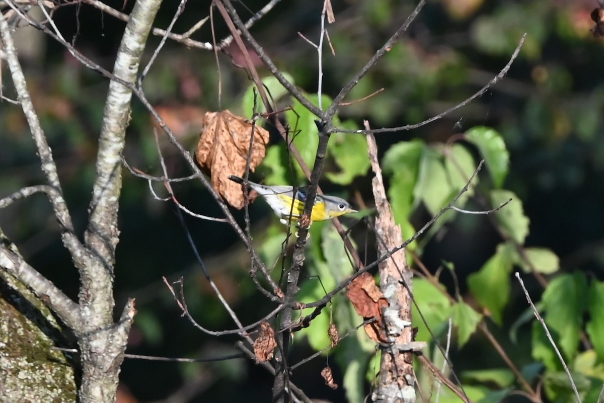 Magnolia Warbler - ML624921792