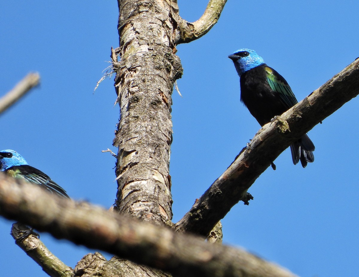 Blue-necked Tanager - ML624921794