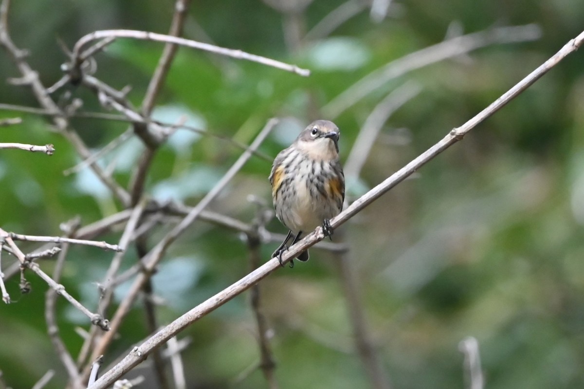 Yellow-rumped Warbler - ML624921799