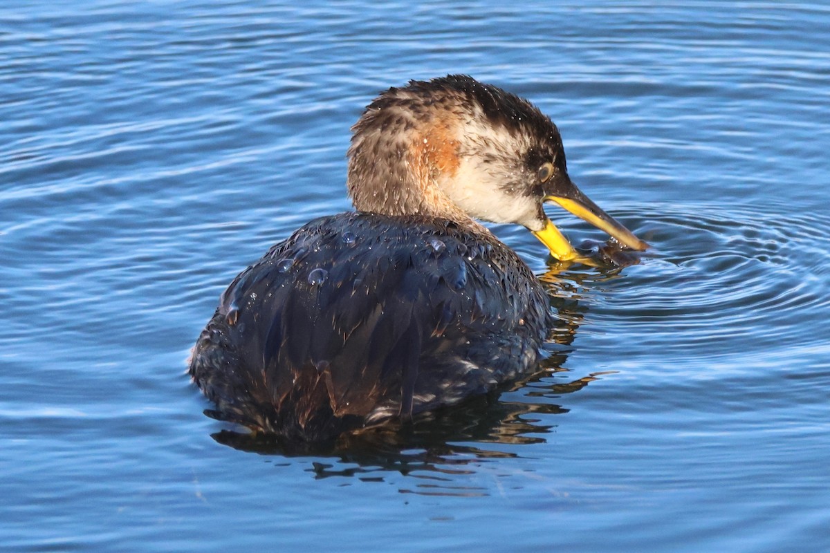 Red-necked Grebe - ML624921801