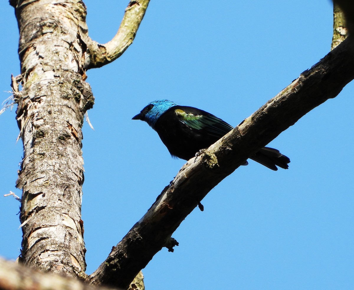 Blue-necked Tanager - ML624921802