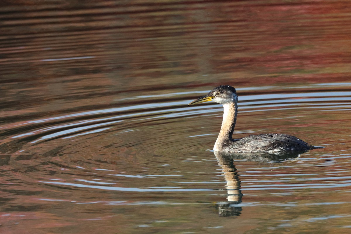 Red-necked Grebe - Chantal  Jacques