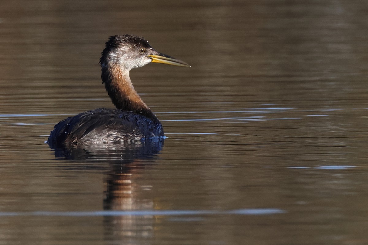 Red-necked Grebe - ML624921815