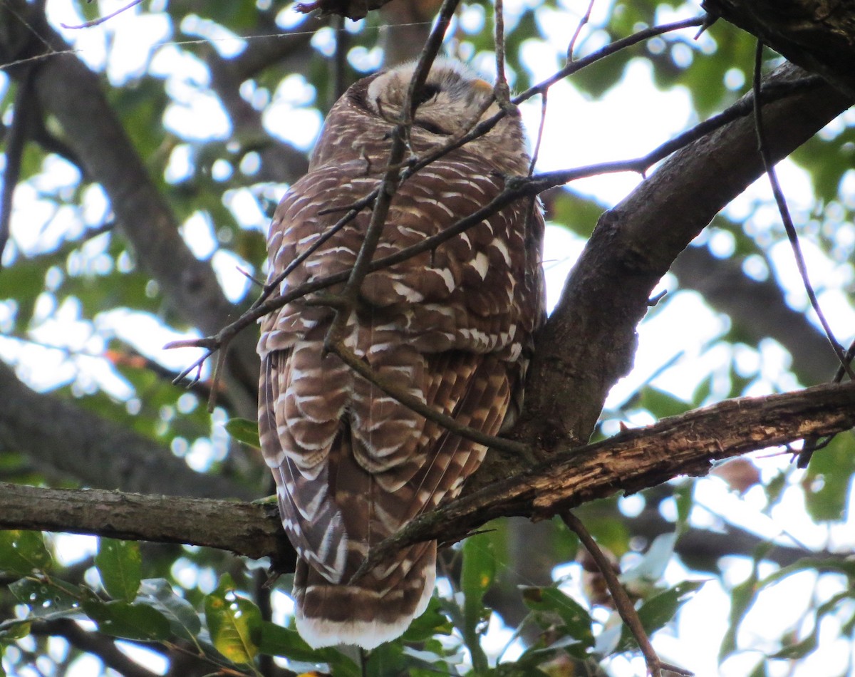 Barred Owl - Vivek Govind Kumar