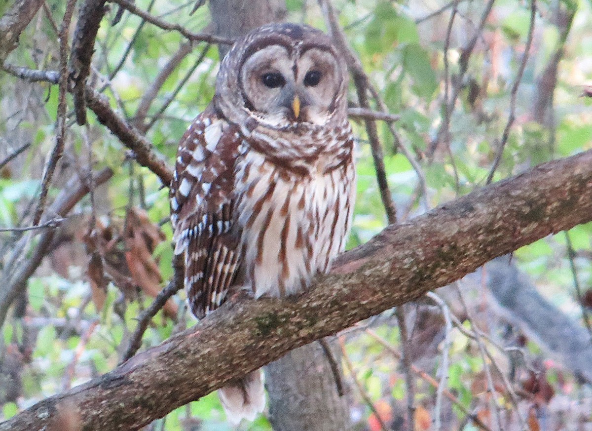 Barred Owl - ML624921890