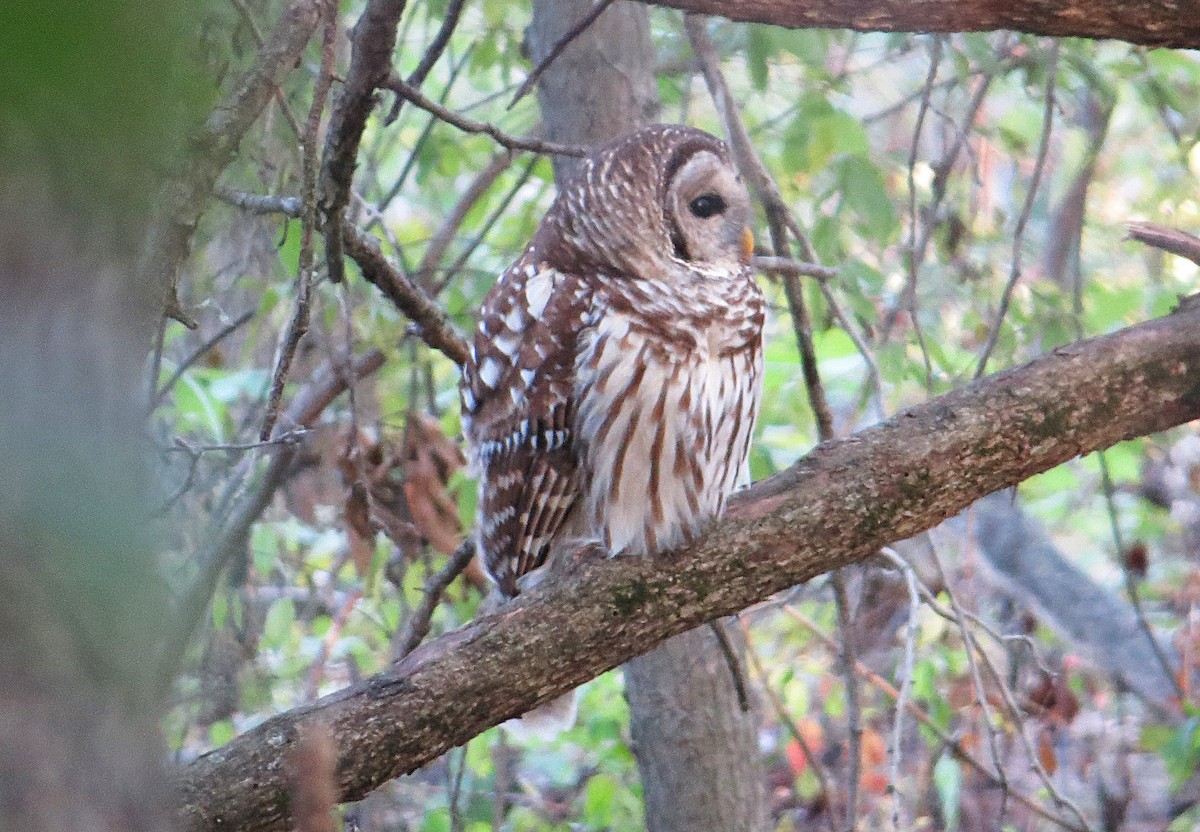 Barred Owl - ML624921891